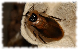 blaberus discoidalis